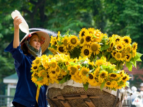 Tháng 7 của hoa hướng dương