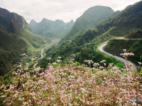 Rực rỡ mùa hoa tam giác mạch