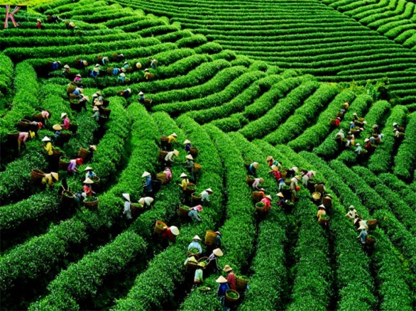 Xanh ngắt đồi chè Cầu Đất