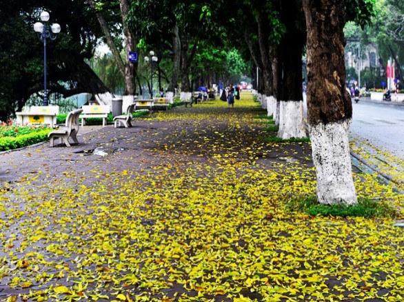Thu về, lá vàng rụng trải thảm những con đường