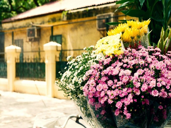 Thu về xao xuyến những sắc hoa