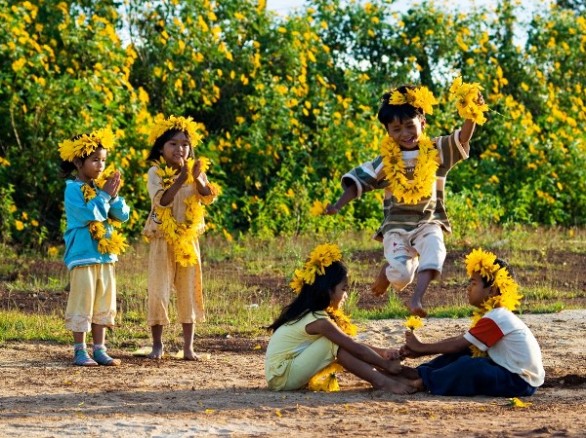 Ngắm hoa dã quỳ khoe sắc ở Ba Vì