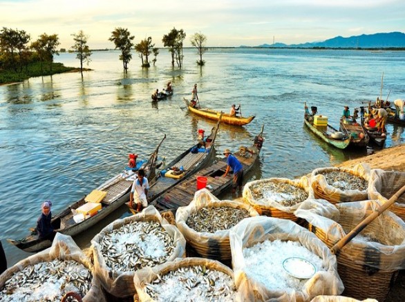 Cá linh - 
