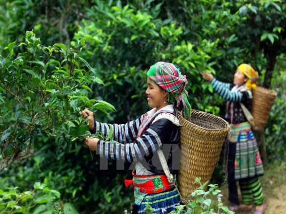 Đồi chè Suối Giàng - Yên Bái