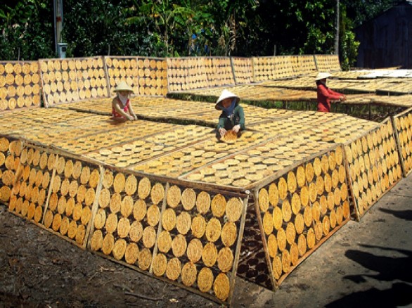 Làng nghề chuối ép ở Cà Mau