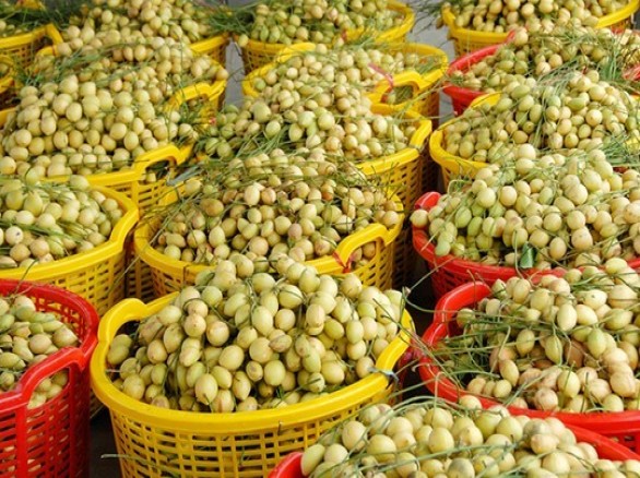 Thu hoạch trái dâu da miền Tây