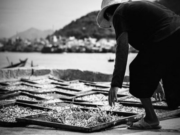 Phơi cá ở cảng Hòn Rớ, Nha Trang, Khánh Hòa.