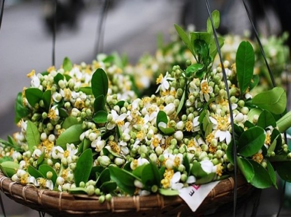 Tháng 3 về thơm hương mùi hoa bưởi