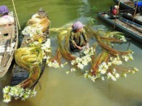 Bông súng mùa nước nổi ở Miền Tây