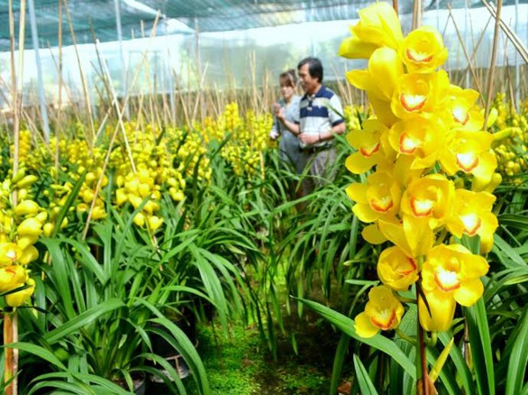 Hoa địa lan Đà Lạt