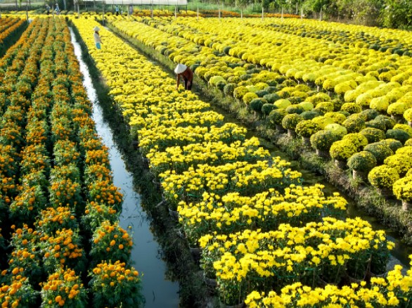 Làng hoa Mỹ Tho