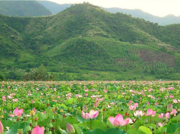 Đồng sen Tháp Mười