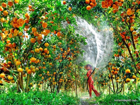 Vườn quýt hồng Lai Vung