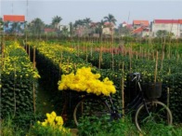 Làng hoa Gò Vấp