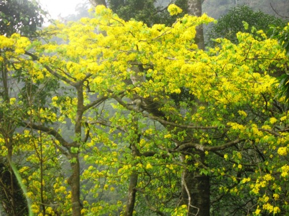 Hoa mai vàng Yên Tử
