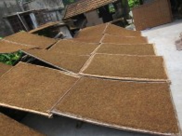 Làng nghề trồng thuốc lào ở Tiên Lãng