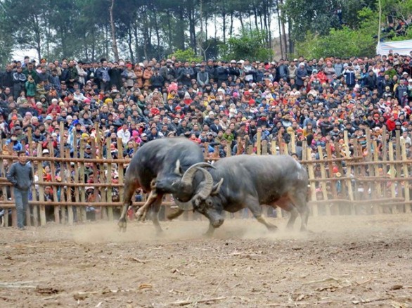 Lễ hội chọi trâu Phù Yên