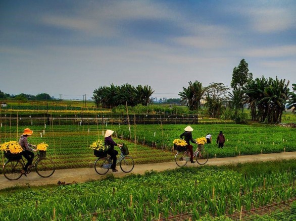 Thu hoạch hoa ở Làng hoa Ninh Phúc