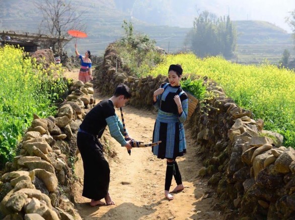 Cánh đồng hoa cải vàng thu hút khách du lịch đến Sapa