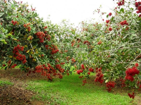 Vườn trái cây Trung An - Củ Chi