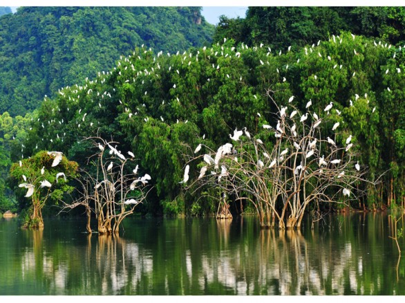 Vườn cò Tân Long