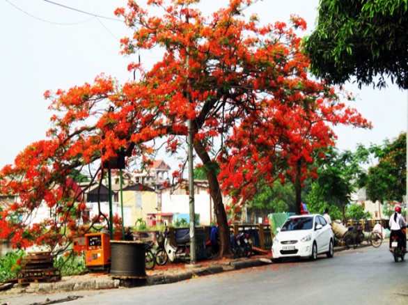 Tháng 5 - Mùa hoa phượng đỏ