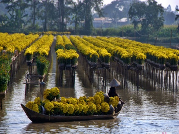 Lãng mạn làng hoa mâm xôi ở Sa Đéc