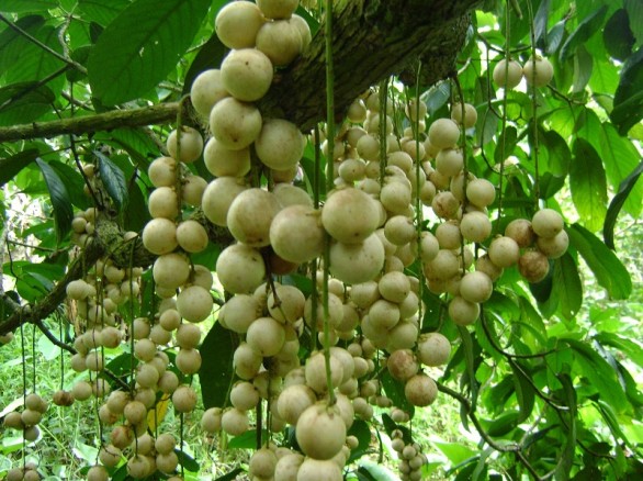 Về miền Tây thưởng thức trái cây tại vườn
