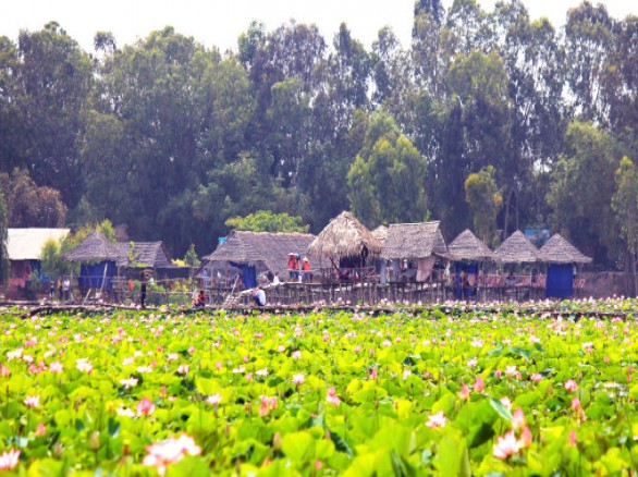 Đẹp ngỡ ngàng Đồng sen Tháp Mười