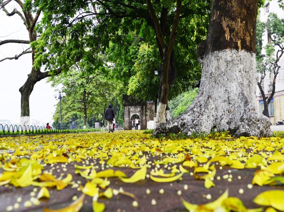 Hà Nội rực vàng mùa lá sấu rụng