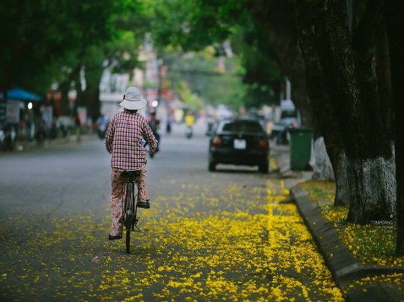 Du lịch Huế ngắm hoa phượng vàng