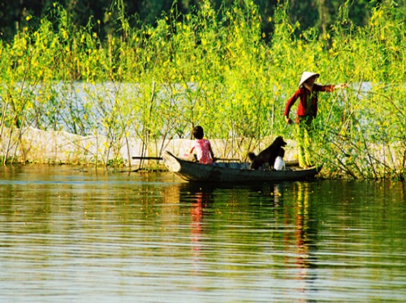 Về búng Bình Thiên ngắm bông điên điển