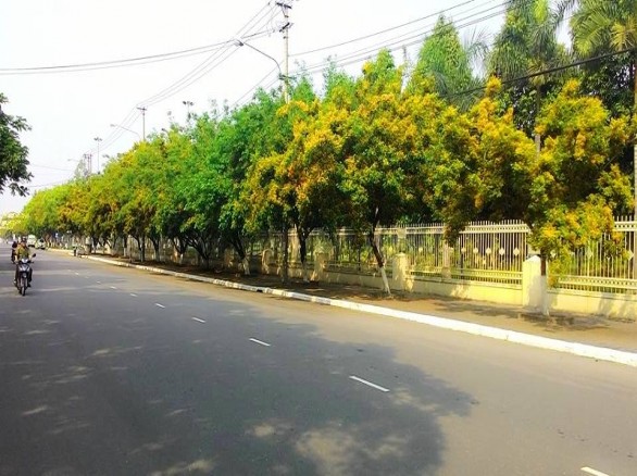 Sắc vàng hoa sưa ở Tam Kỳ