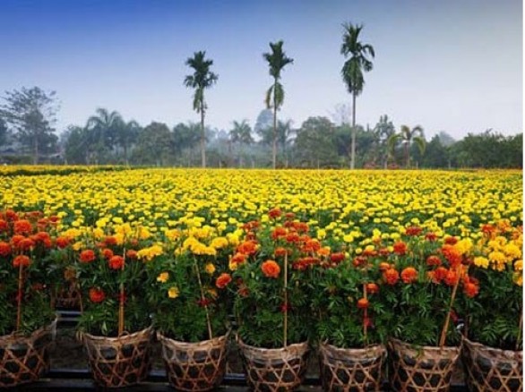 Vườn hoa kiểng Thanh Tâm