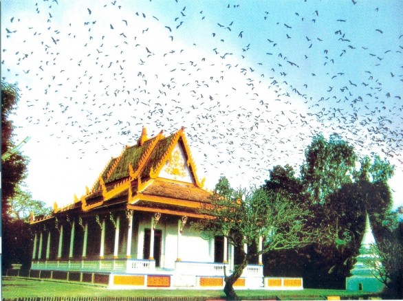 Chùa dơi