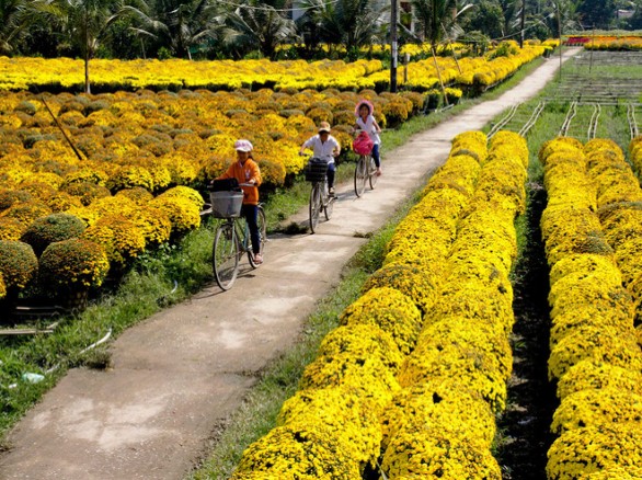 Đẹp ngỡ ngàng làng hoa Mê Linh