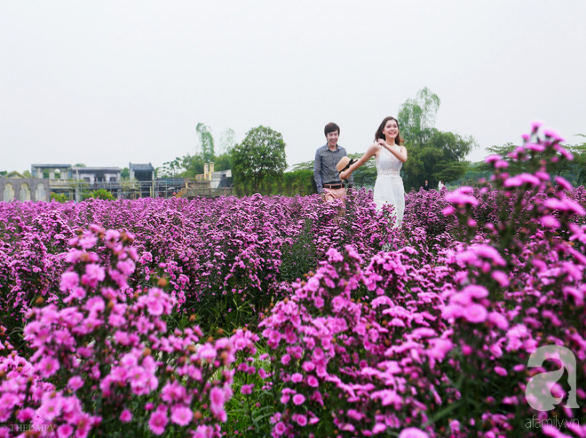 Tím lịm cánh đồng hoa thạch thảo ở Hà Nội