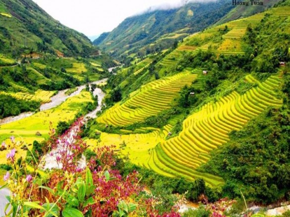 Bát ngát xanh cánh đồng lúa ở thung lũng Mường Lò