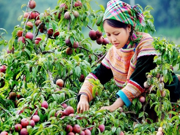 Mộc Châu mùa mận chín