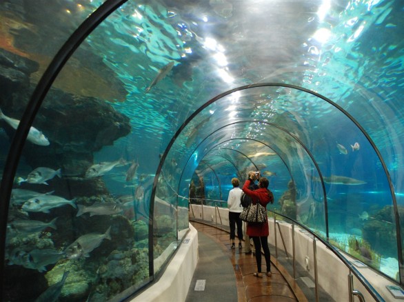 Tham quan thủy cung tại Times City