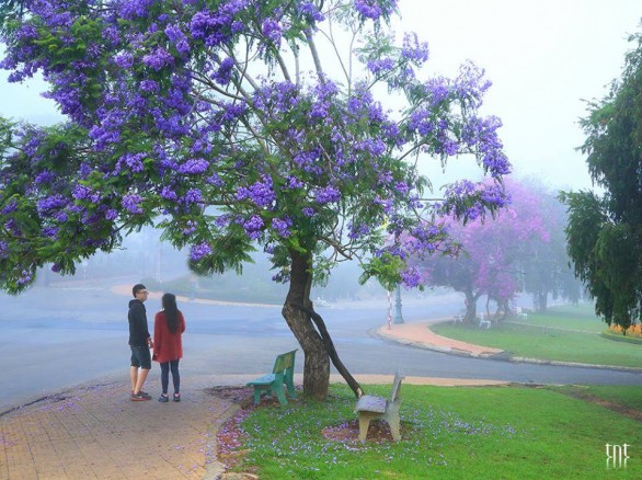 Đẹp ngất ngây mùa phượng tím ở Đà Lạt