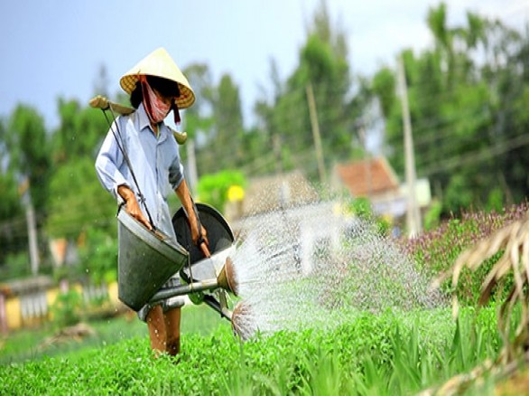 Ghé thăm làng rau Trà Quế