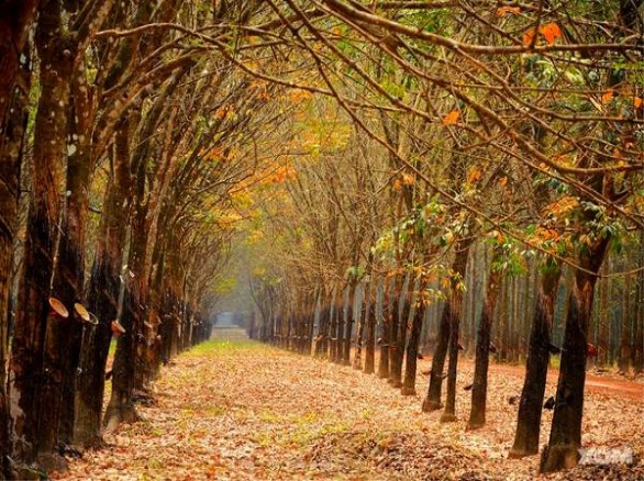Bạt ngàn rừng cao su Bù Đăng