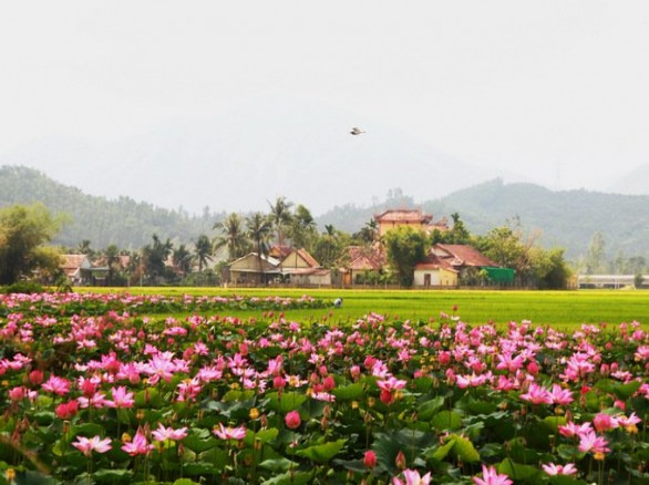 Đẹp ngỡ ngàng cánh đồng sen ở Khánh Hòa