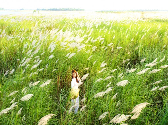Cánh đồng cỏ lau trắng muốt bên dòng sông Lam
