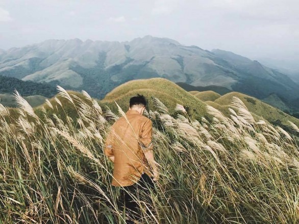 Thơ mộng cánh đồng lau trắng ngợp Bình Liêu