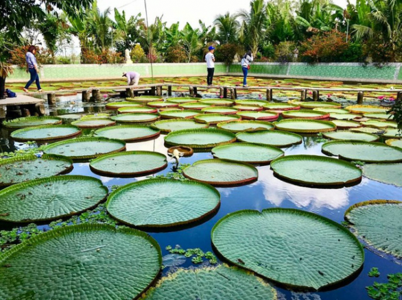 Chùa Phước Kiển với loài sen vua khổng lồ