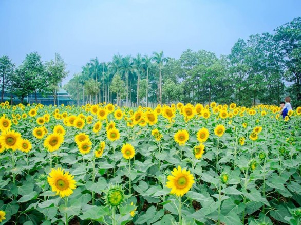 Cánh đồng hoa hướng dương ở Đan Phượng