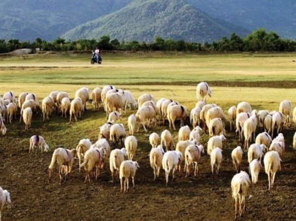 Đồng cừu Suối Nghệ - Bà Rịa Vũng Tàu