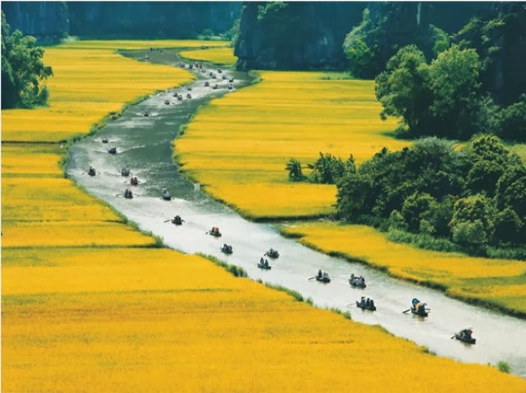 Tháng 5 - Ninh Bình: Mùa lúa chín